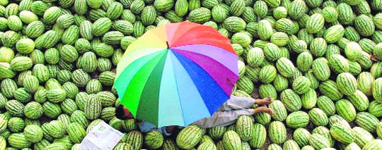 The umbrella adds a dash of colour to both — the vast green area as well as to the life of the vendor
