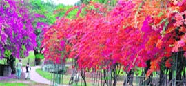 Some phool's paradise, this. This bounty of blooms is a sight from the tricity's own floral fiesta, the Bougainvillea Garden