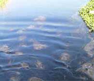 The black hue of the Sutlej waters due to heavy density oil spill from the Ropar Thermal Power Plant.