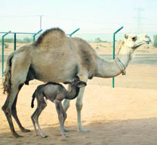 The world’s first cloned camel