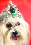 Crowned glory: Diamond’s are not just a girl’s best friend. This male Maltese dog (left), Kanune, wears an emerald tiara worth 150 million baht ($4.2 million). The tiara consists of 153 karats of emeralds built with a titanium body and decorated with more than 100 karats of diamonds. Photos: Reuters