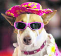 Hats off: Who says only humans need sun protection. This Jack Russell Terrier (top) sits smart at a dog fashion show, wearing a hat and sun glasses to save him from the blazing summer heat
