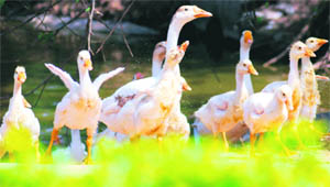 These wet ducklings follow their mom out of the pond at Chattbir zoo.
