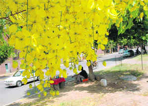 A blooming amaltas tree adds a dash of colour to the cityscape.