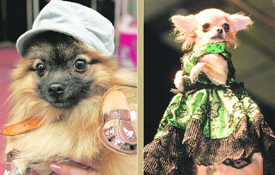 These pets take canine couture to a new height with their high-end wardrobes at a recently held fashion show