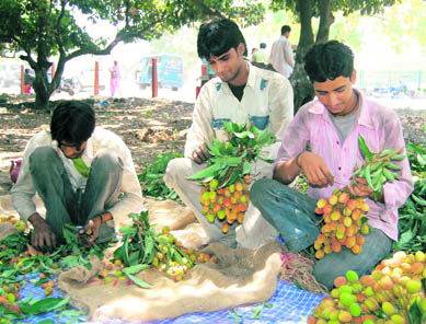 Litchi has a short shelf life and requires highly efficient handling right from plucking till the time the fruit reaches a customer