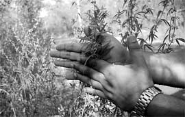A man plucks cannabis leaves that grow in abundance behind the PGI, Sector 12