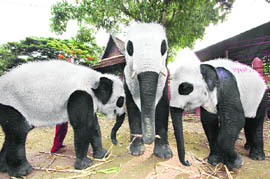 Elephants painted as pandas are seen at the Royal Elephant Kraal in Ayutthaya province, 80 km from Bangkok