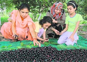 Says S.K.Sharma, director of the society, "The fruit is not easily available in the market and its price is as high as Rs100 per Kg