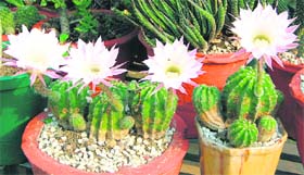 These rare cacti at the Sularia's residence in Sector 18 are bedecked with blooms in this season of rains