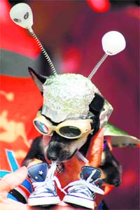 Dressed in alien gear, this dog seems to come straight from a space shuttle