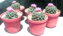 The bright flowers atop the thorny bulbs come as an annual treat in this garden in the city’s Kansal Enclave.