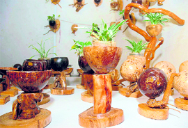 Coconut shells, displayed at a recent exhibition, make for artistic holders for plants.