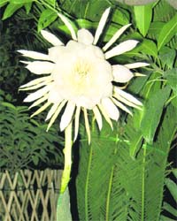 A rare flower that bloomed from the leaf of a cactus in the Sularia’s garden in Sector 18 of the city recently