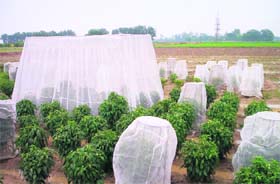 In place of pesticides, use mosquito nets to protect your kitchen garden