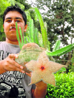 Desert rose: A rare cactus bloom at the Malhotra residence in Sector 15