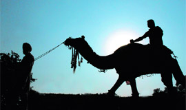 Enjoying the balmy weather, this man takes a camel ride at Rose Garden in Chandigarh.