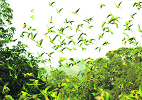 Parrots in flight at Seonk village on Sunday morning.