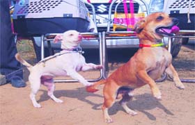 Canines display their talent while some sleep at a dog show held in Ludhiana