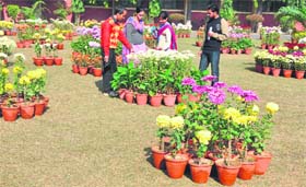 Visitors take a look at chrysanthemums in Ludhiana. A Tribune 