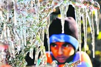 As region reels under intense cold wave, frozen water forms icicles on a tree in a village in Sirmaur