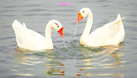 Two swabs ebhit a swim at the Sukhna Lake in Chandigarh