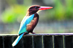 The kingfisher, a rare sight these days, adds colour to the cityscape