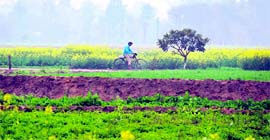 A cyclist passes through lush green fields at the PAU in Ludhiana
