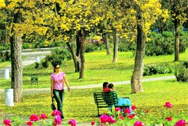 The 1st prize winning entry at the Rose Festival Photography Competition (professional category) clicked by The Tribune lensman Vicky Gharu. The 3rd prize was won by The Tribune photographer Vinay Malik