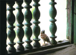 A lone sparrow looks out in hope as the city recently celebrated World Sparrow Day.