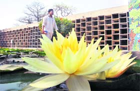 This lotus adds a touch of colour to the concrete jungle
