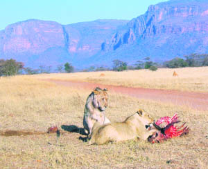 A holiday in Africa against the backdrop of its beautiful scenery and impressive wildlife is an unforgettable experience
