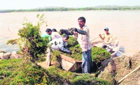 Workers manually de-weed the Sukhna Lake