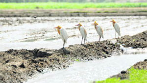 Birds line up in a field prepared for paddy in Ludhiana.