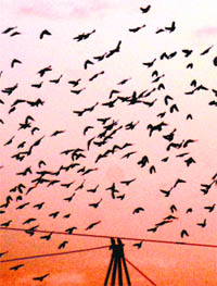 CRIMSON GLORY: A panoramic view of the city outskirts with birds retreating in the evening.