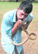 A snake charmer catches a snake at Panjab University, Chandigarh, on Tuesday.