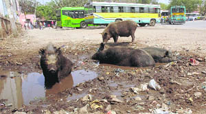 The bus stand presents a picture of poor hygiene, neglect and mismanagement