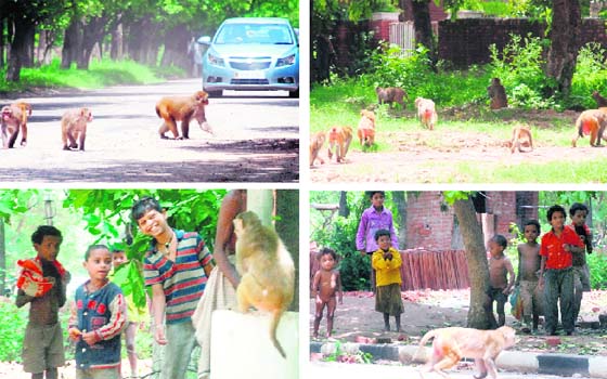 Monkey menace is on the rise, with reports coming in from various parts of Chandigarh