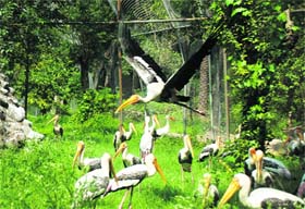 Migratory birds like painted stork have been caged for breeding purposes at Chhatbir Zoo.