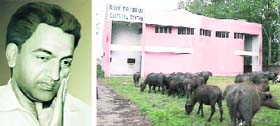 Bovine tribute to poet! The poorly maintained Shiv Batalvi Cultural Centre