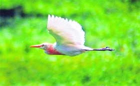 This bird in full flight was