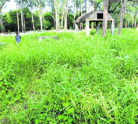 Wild growth encompasses the cremation ground at Hallo Majra, Chandigarh.