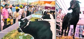 Cattle bred at GADVASU; and (right) a goat of Beetle Bock breed on display during the Pashu Palan Mela