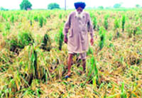 A farmer inspects his damaged paddy field after a heavy rain at theBanur- Rajpura