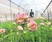 A farmer tends to flower beds in his greenhouse in Solan. 