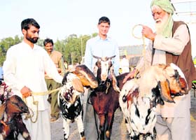 Goats on sale at a special market in Mani Majra on the eve of Eid-ul-Zuha