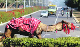 As all roads lead to Leisure Valley-10 these days, this camel seems to be in a hurry to get there before anyone does.