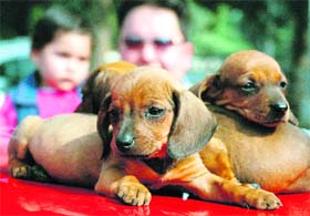 THREE IS COMPANY: Pups huddle together to generate warmth as the winter sets in