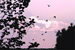 Birds head for home after sunset in Ludhiana