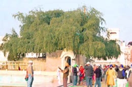 The 400-year-old Dukh Bhanjani Beri in the Golden Temple Complex, Amritsar.